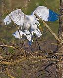 Breeding Egrets_45561